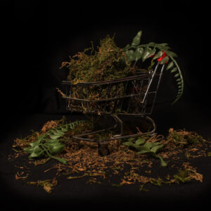 Adin-Cuenca-Wertheimer-Mother-Nature…-Aisle-3-Digital-Photograph-13×19 Adin Cuenca Wertheimer - Mother Nature... Aisle 3