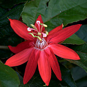 Barbie-Lynn Pearson - Exotic Red