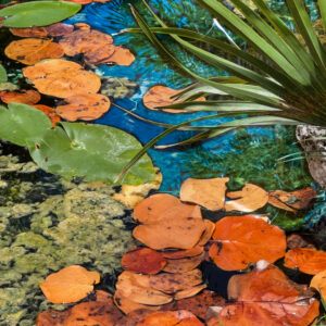 Barbie-Lynn Pearson - Fall Color