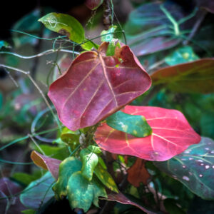 Barbie-Lynn Pearson - Popping Out