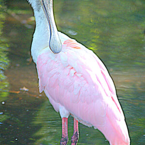 Barbie-Lynn Pearson - Spoonbill