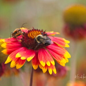 Can-we-Share Ken Harrison - Can We Share