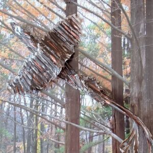 Elenor-Denker-HawkAtPepsi-MixedMedia-16×20 Elenor Denker - Hawk At Pepsi