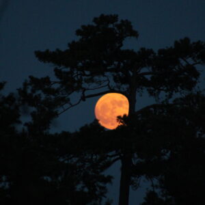 Jack Leonard - Moon in a Tree