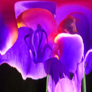 Jane Kreinberg - Looking Within