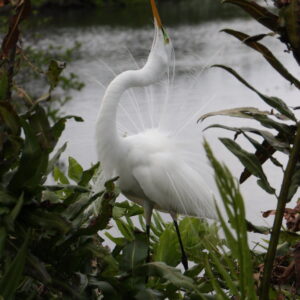 Ken-Harrison-Feeling-Good1 Ken Harrison - Feeling Good