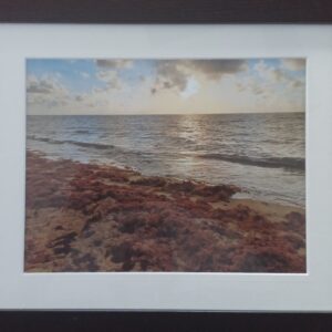 Sargassum Marc Gave - Sargassum