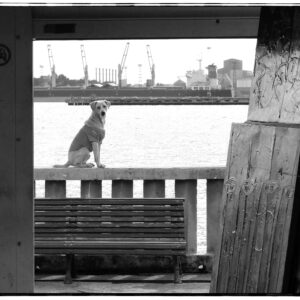 USA: Havana, Cuba Walter McBride - Dog & Sea in Havana,Cuba