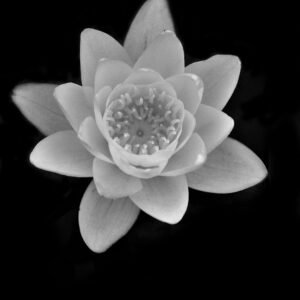 William-Quigley-In-Winter-the-hope-of-Spring-Photography-18x22x1 William Quigley - In Winter, the Hope of Spring