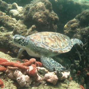 DCIM100GOPROGOPR6486.JPG Erica Delgado - Magic Turtle