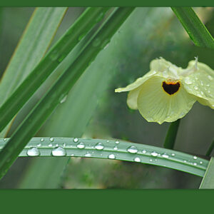 Barbie-Lynn Pearson - Springdrops