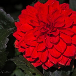 Dahlia-Grandalia-Red Ken Harrison - Dalhia Granalia