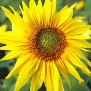 Deise Jefinny - Sunflower Power