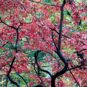 Phoenix-Marks-Red-Tree-Photo-20×30 Lynn Phoenix Marks - Red Tree