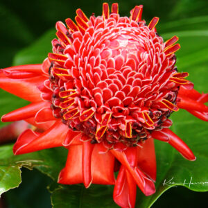 Red-Torch-Ginger Ken Harrison - Red Torch Ginger