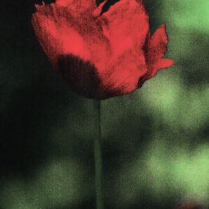 William-QuigleyLove-May-Fade-18×22-Photography William Quigley - Love May Fade